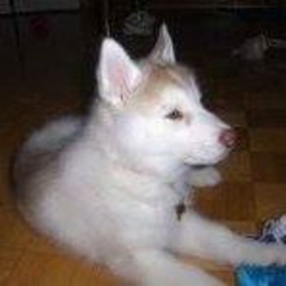 Meet your Posher, Michael - Picture 1 of 1